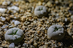 Lophophora