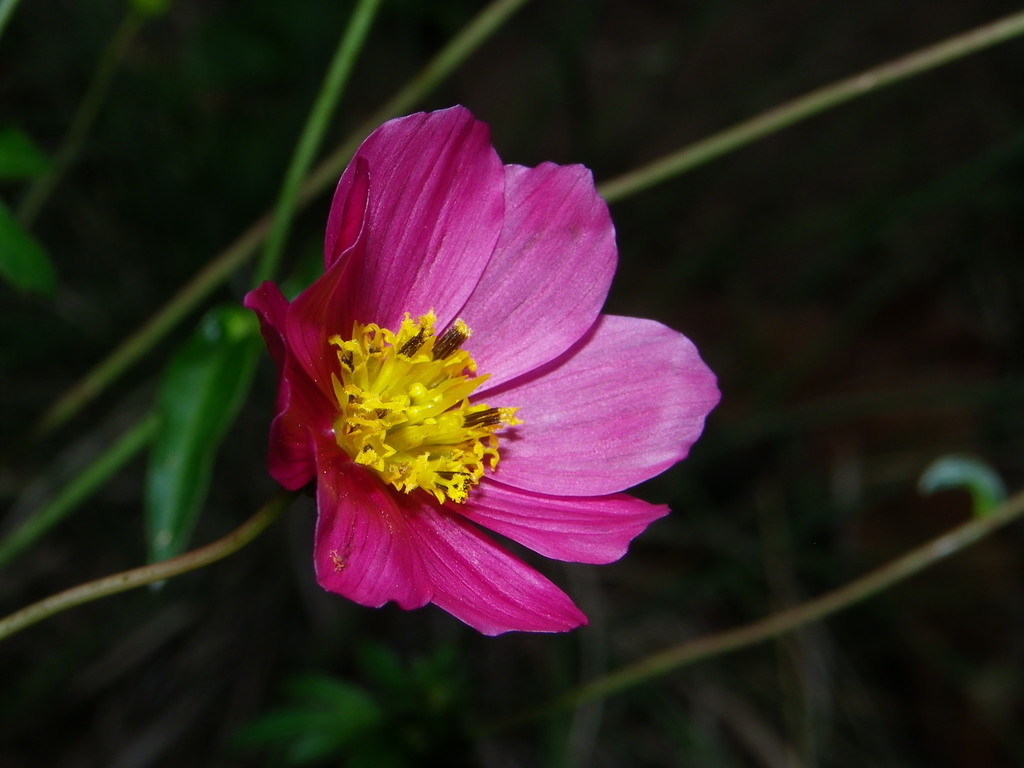 Cosmos sessilis