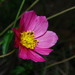 Cosmos sessilis sessilis - Photo (c) Arturo Castro Castro, algunos derechos reservados (CC BY-NC), subido por Arturo Castro Castro