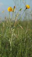 Tragopogon dasyrhynchus