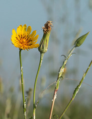 Tragopogon dasyrhynchus