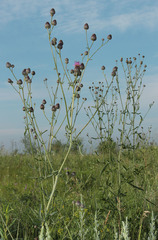 Centaurea scabiosa adpressa