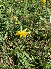 Lotus corniculatus