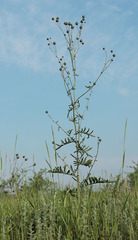 Centaurea scabiosa adpressa