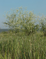 Galium octonarium