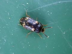 Mycetophagus atomarius