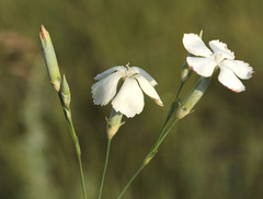 Dianthus lanceolatus