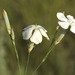 Dianthus lanceolatus - Photo (c) Sergey Mayorov, μερικά δικαιώματα διατηρούνται (CC BY-NC), uploaded by Sergey Mayorov