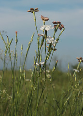 Dianthus lanceolatus