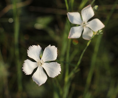 Dianthus lanceolatus