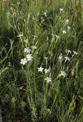 Dianthus lanceolatus