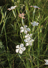 Dianthus lanceolatus
