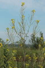 Erysimum canescens