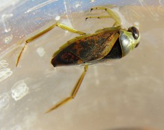 Notonecta maculata