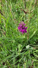 Dactylorhiza purpurella