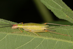 Oecanthus