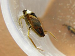 Notonecta maculata