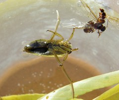 Notonecta maculata