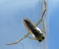 Notonecta maculata