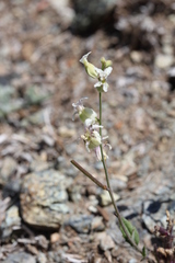 Streptanthus glandulosus secundus