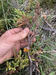 Cronartium comandrae