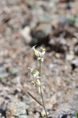 Streptanthus glandulosus secundus