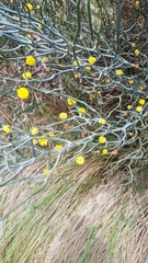 Acacia aphylla