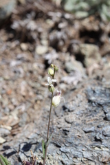 Streptanthus glandulosus secundus