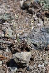 Streptanthus glandulosus secundus