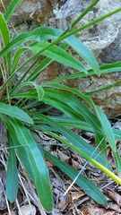 Leontodon tenuiflorus