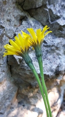 Leontodon tenuiflorus