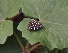 Hemerophila albertiana