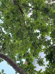 Ilex rotunda microcarpa