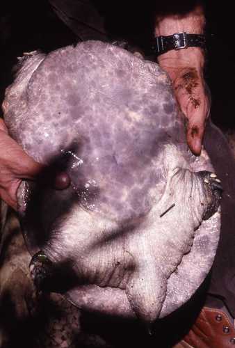 Wattle-necked Softshell Turtle