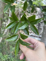 Ilex rotunda microcarpa