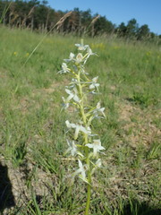 Platanthera bifolia