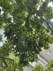 Ilex rotunda microcarpa