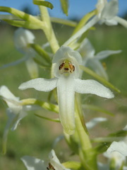 Platanthera bifolia