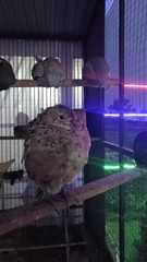 Coturnix