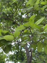 Ilex rotunda microcarpa