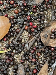 Ilex rotunda microcarpa