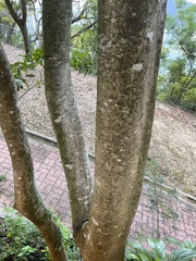 Ilex rotunda microcarpa