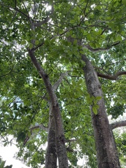 Ilex rotunda microcarpa