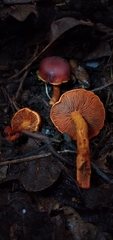 Cortinarius quercoarmillatus