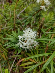 Rhododendron tomentosum