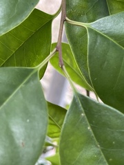 Ilex rotunda microcarpa