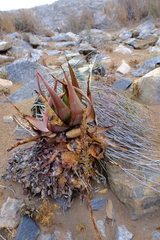 Aloe gariepensis