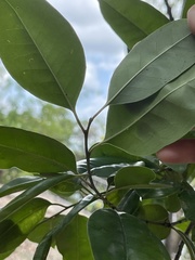 Ilex rotunda microcarpa