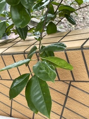 Ilex rotunda microcarpa