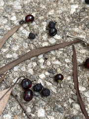 Ilex rotunda microcarpa